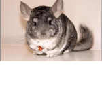 Chinchilla squash