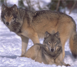 The Grey Wolves (GW)