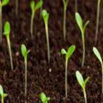 Planteers