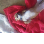 Chihuahua girl