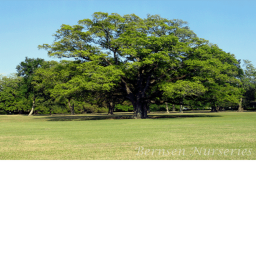 Tree Forest
