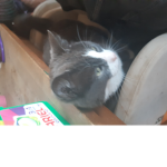 Ellie mae and Fificat5595's kitty fan club