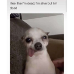 Goonisdeadlol