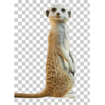 Meerkat united