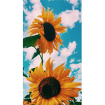 *ᴀᴇsᴛʜᴇᴛɪᴄ sɪsᴛᴇʀs*