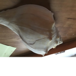Shells studio