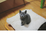 animals cuties