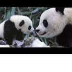 pandas are cute and funny
