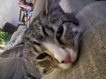 SLAY_KITcat fan group