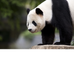 10 Panda Gang 10