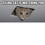 Cat's Future Gang