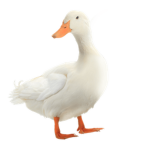 mess with the quack you get the smack