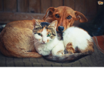 pet pal's
