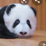 Cali's panda group!