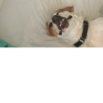 Dogo domes!