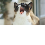 Kitty-cat-fun