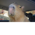 Capybara game group