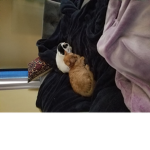 Well like cat