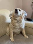 A Dog Fan