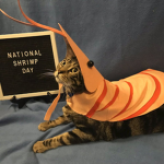 shrimp cat