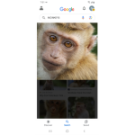 MONKEYS ARE THE BEST IN THE WORLD