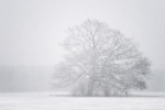 Snow Fortress