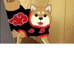 Shiba Heaven