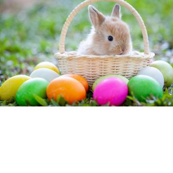 Help The Easter Bunny Find His Eggs! [OBBY]