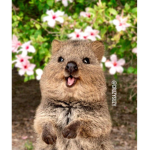 SAVE THE QUOKKAS!