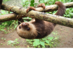 SLOTH TEAMMM