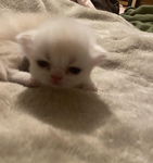- kitty cat lovers -