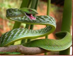hissing heckinger