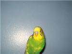 Clan Parakeet