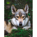Wolf gang :p