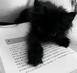 ekittens!