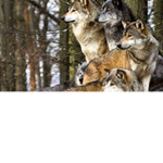 The mystical wolf pack that lives in Yellowstone