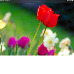 I L0VE FL0WERS