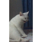 Cringe Cats