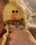cat luvrs !!