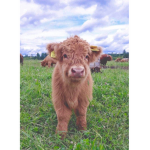 Aesthetic Cows