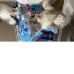 Poop oops