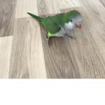 Parrots Party all night