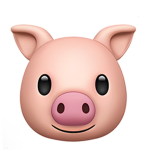 신디 팬크럽