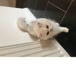 Join if you like adopt meeedeeee