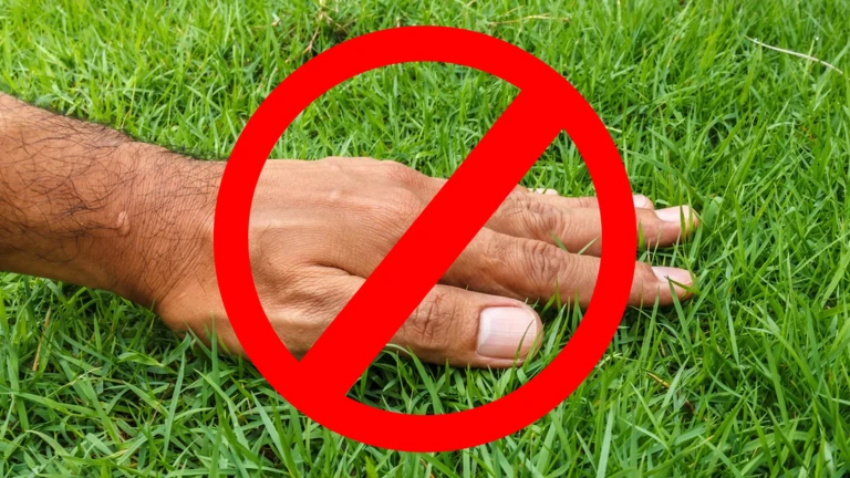 Don't Touch Grass thumbnail