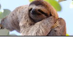 Sloth Army:ULTIMATE