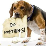 °•°Stop Animals Abuse°•°