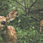 'foraging