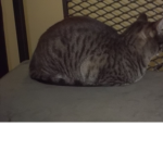CAT ##