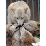 TEH WOLF SQUAD ;P